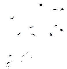 Flock of birds isolated on white background