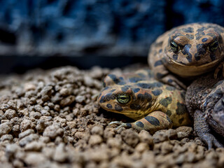 エジプトミドリヒキガエルとナンブヒキガエル