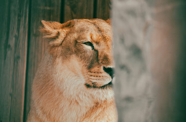 Portrait of a lioness in nature