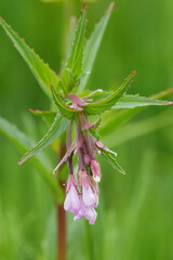 Closeup on the pink flowers of the . American or fringed willowherb, Epilobium ciliatum in Oregon