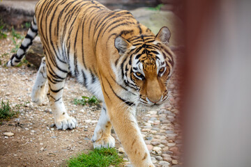 A tiger is walking in nature
