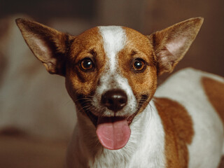 jack russell terrier