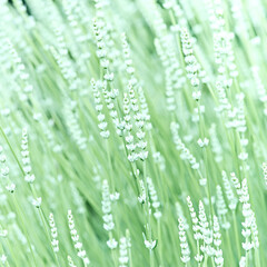 Nature background with spring flowers. Selective and soft focus. Close up.