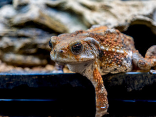 ミヤコヒキガエルのアップ