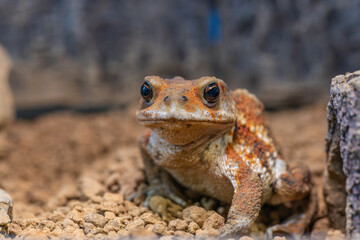ミヤコヒキガエルのアップ