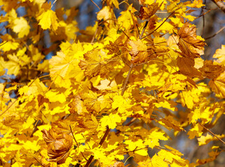 Yellow leaves on a maple tree in autumn
