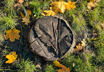Fototapeta premium Tree stump and yellow leaves in autumn