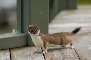 Cute animal. Least Weasel. Nature background. 