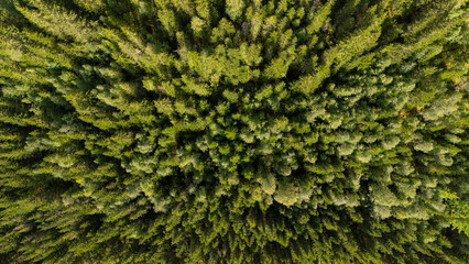 Aerial view of colourful forest and woodlands in autumn in Lofoten, Norway.