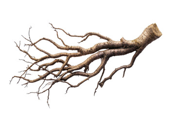 Isolated image of an intricate tree root system with extensive branches, perfect for natural themes and botanical designs.