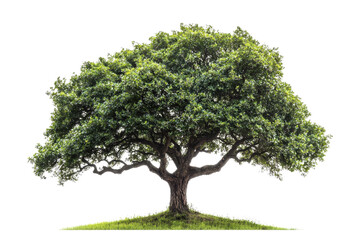 Majestic, spreading tree with vibrant foliage isolated on transparent background. ideal for nature, environmental, or landscaping themes.