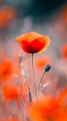 Obraz premium A solitary orange flower blooms in the heart of a field, surrounded by tall grasses Oranges blossoms populate the foreground