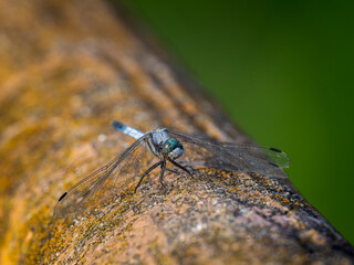 シオカラトンボ