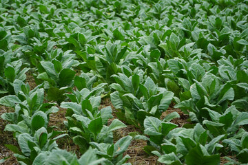 Planting a row of tobacco plants in a farmer's field.