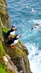 Fototapeta premium Atlantic puffin wallpapers for I pad, Notebook cover, I phone, tab mobile high quality images