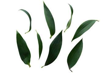 Set of Green leaves. Green leaves png for design and motion design. Collection of green leaves. Botanical elements.