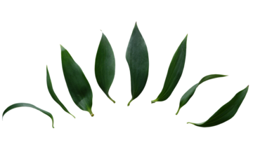 Set of Green leaves. Green leaves png for design and motion design. Collection of green leaves. Botanical elements.