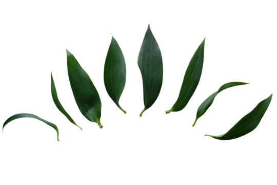 Set of Green leaves. Green leaves png for design and motion design. Collection of green leaves. Botanical elements.