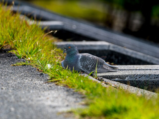 地面を歩くドバト