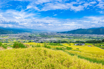 Fototapeta premium 秋の信州 姨捨の棚田と千曲市