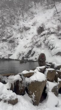 Snow monkeys of Japan 