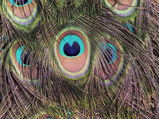 Fototapeta premium Peacock Feathers Closeup
