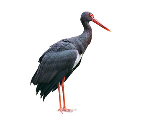 Black stork on white background isolated
