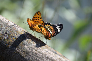Brenthis daphne (copulation) / ヒョウモンチョウ(豹紋蝶)の交尾の様子