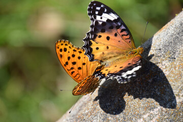 Brenthis daphne (copulation) / ヒョウモンチョウ(豹紋蝶)の交尾の様子