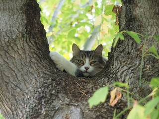 cat on a tree