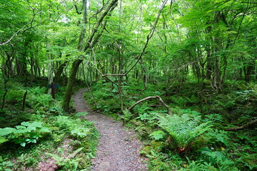 fine spring pathway through fresh ferns and mossy old trees