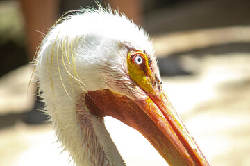 pelicano blanco viendo con sus ojos celestes