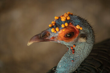 ave guajolote ocelado