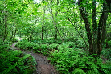 thick ferns and path in spring forest
