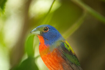 ave silvestre en selva mexico
