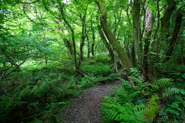 fine path through mossy old trees