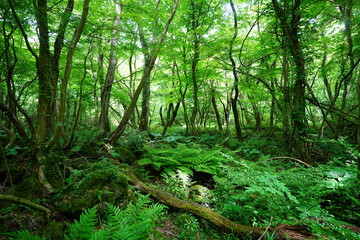spring primeval forest with thick ferns and mossy old trees