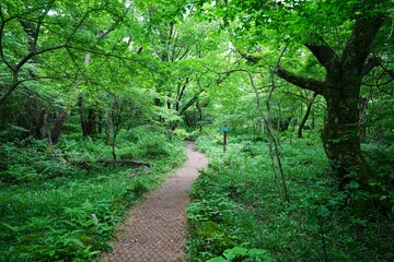 refreshing spring forest with fine path