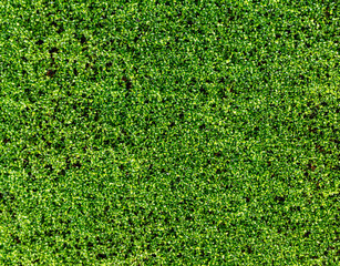 Green moss on cement wall © Ratchapon