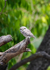 Spotted Owlet, Athene brama standing in hollow tree nest in forest park, Owl with yellow big eyes, white eyebrows and neck-band, beautiful green leaves foreground