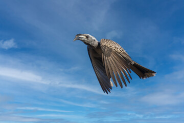 Flying The African grey hornbill (Lophoceros nasutus) is a member of the hornbill family of mainly tropical near-passerine birds found in the Old World.