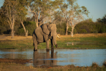 Fototapeta premium Elephants in Moremi game reserve Africa, Family of Elephants , Elephants taking a bath in a water pool with mud, eating green grass. African Elephants in landscape, Africa in autumn.