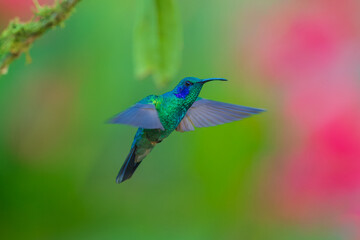 The lesser violetear (Colibri cyanotus), also known as the mountain violet-ear, is a medium-sized, metallic green hummingbird 