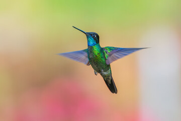 Talamanca Hummingbird (Eugenes spectabilis), The Talamanca hummingbird is found in mountains from central Costa Rica into western Panama. 
