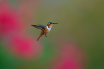 Fototapeta premium Scintillant Hummingbird, Selasphorus scintilla, tiny orange bird in the natural habitat. Smallest bird from Costa Rica in the tropical forest. 