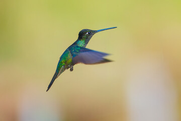 Talamanca Hummingbird (Eugenes spectabilis), The Talamanca hummingbird is found in mountains from central Costa Rica into western Panama. 