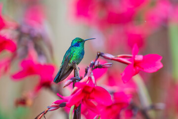 Fototapeta premium The lesser violetear (Colibri cyanotus), also known as the mountain violet-ear, is a medium-sized, metallic green hummingbird 
