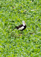 pheasant-tailed jacana,Hydrophasianus chirurgus,jacana eat mainly invertebrates Found in fresh waters.