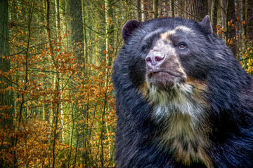 close-up of a spectacled south american black bear in a colorful forest