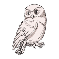 Portrait of an owl, large white bird sketch